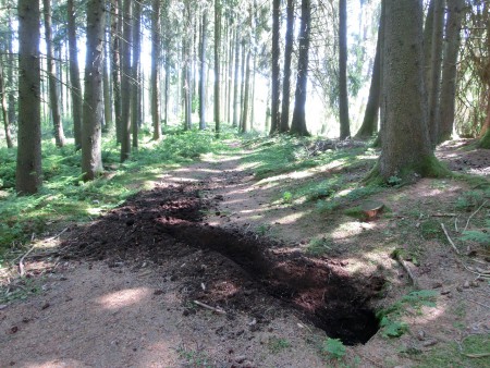 Natur pur - Spuren vom Dachs